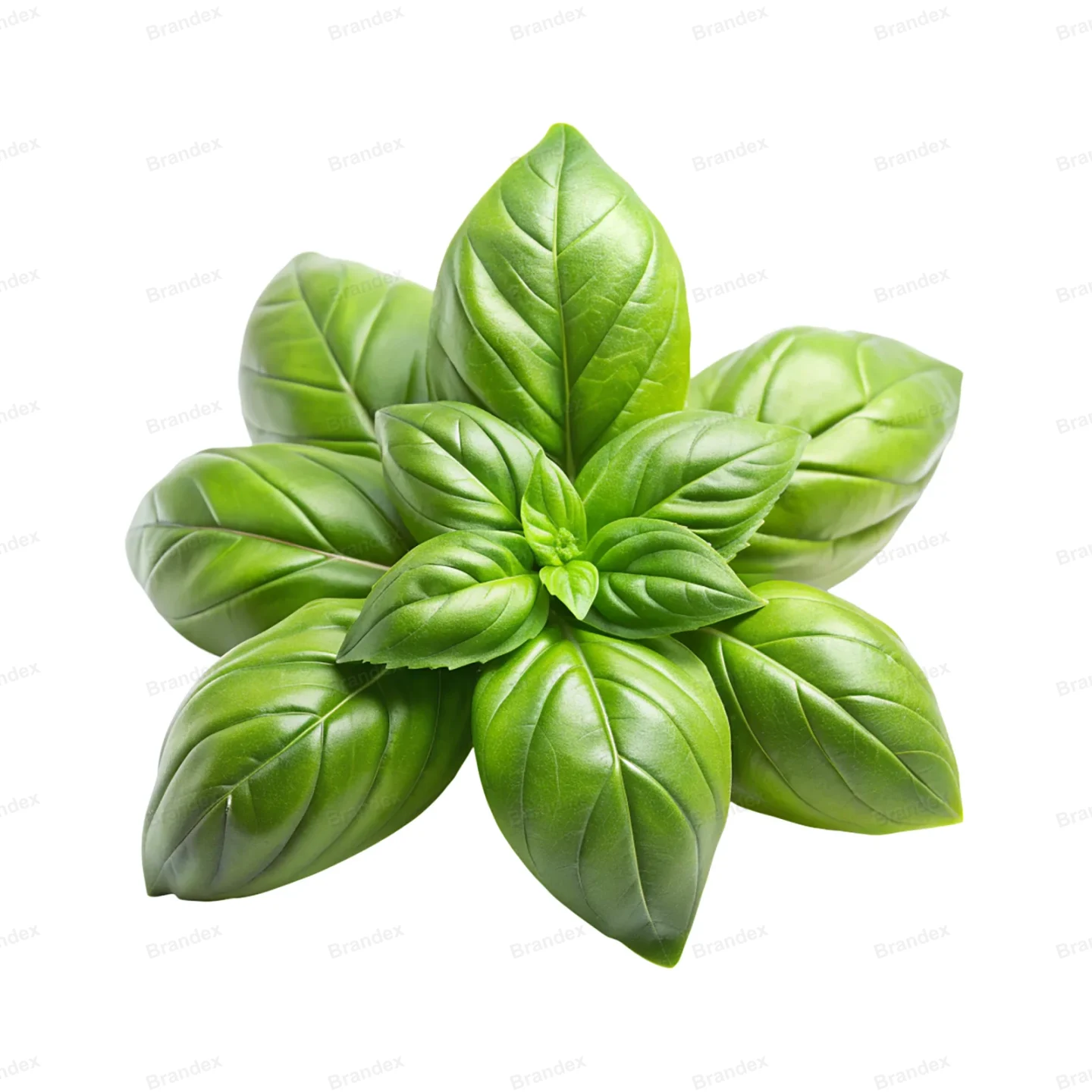 Fresh Basil Leaf - Isolated PSD Cutout